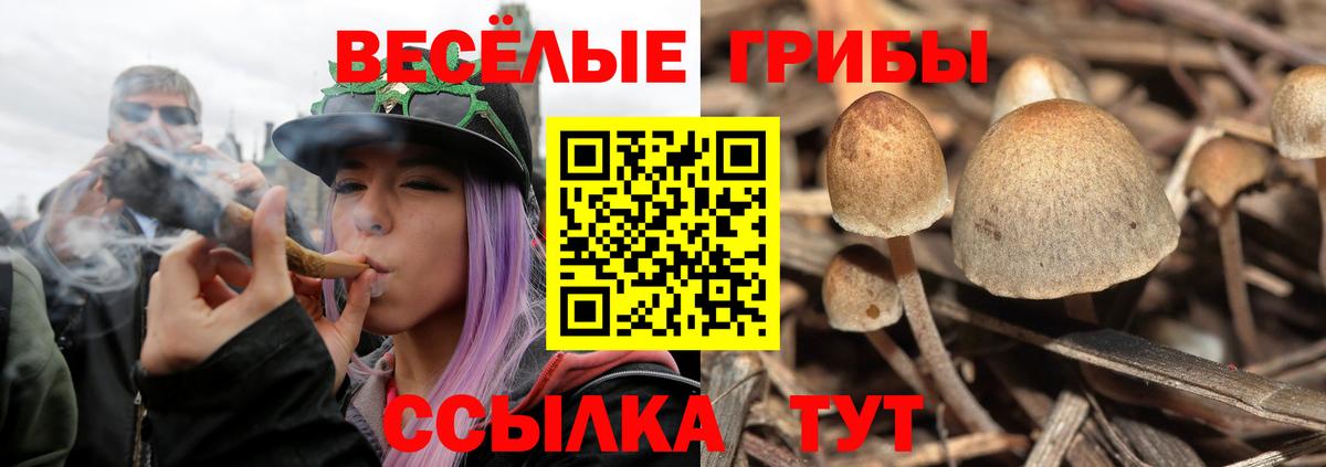 Псилоцибиновые грибы прущие грибы  Вход с VPN  Псилоцибиновые грибы Cubensis  Алатырь 